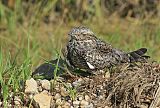 Common Nighthawk